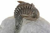 Top Quality Metacanthina Trilobite - Issoumour, Morocco #254816-1